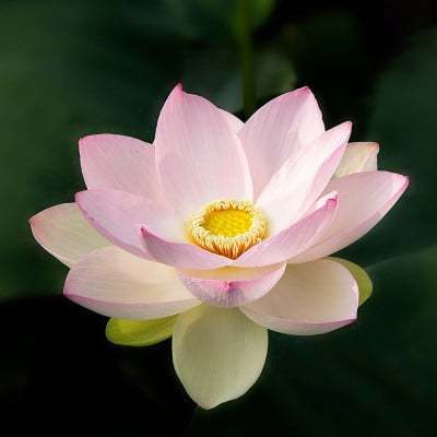 🔥[7 days germination]💐The Sacred Bonsai Bowl Lotus Flower