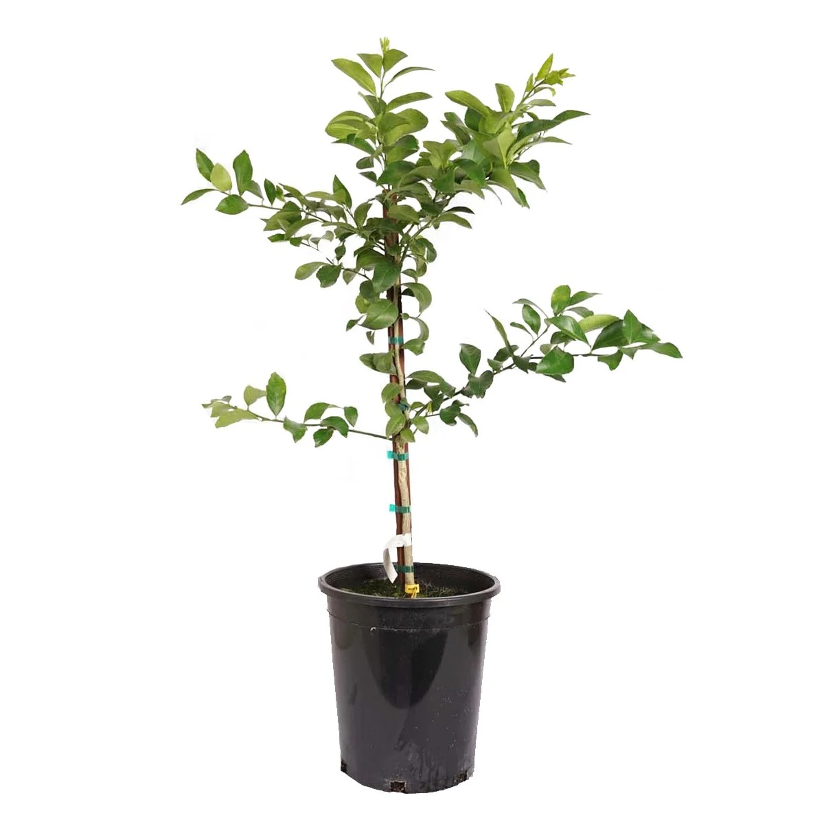 【Hurry, Limited Stock 60% Off】Meyer Lethtmon Trthtee