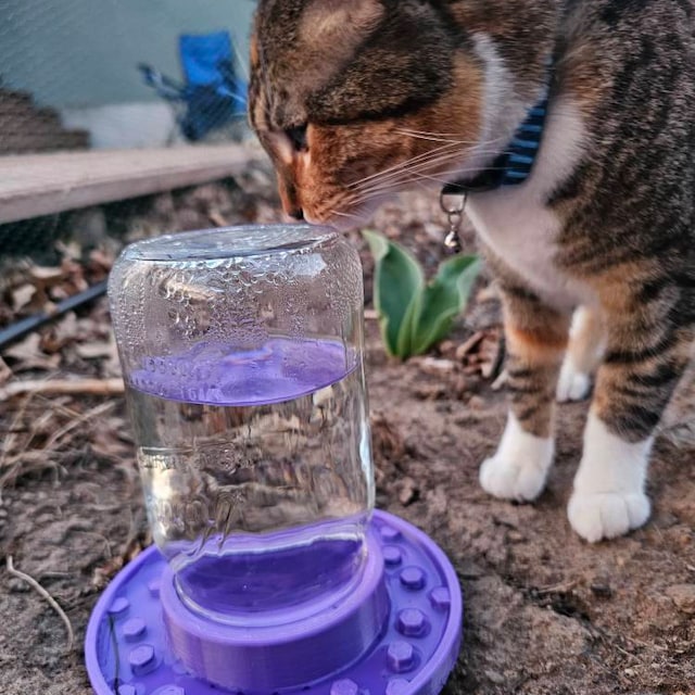 🐝Bee feeder for regular mason jars