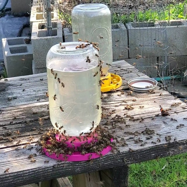 🐝Bee feeder for regular mason jars