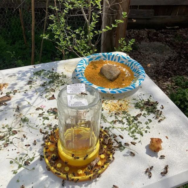 🐝Bee feeder for regular mason jars