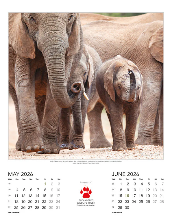 Endangered Wildlife Trust - 2026 Wildlife Wall Calendar