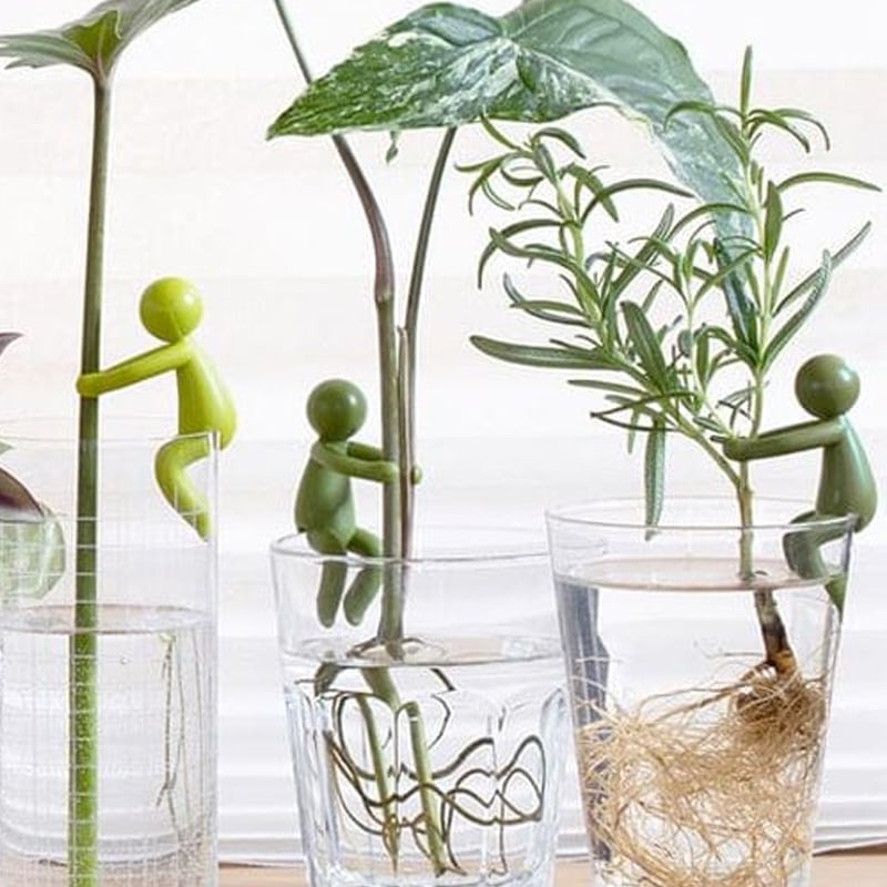 🌱Plant Propagation Buddy