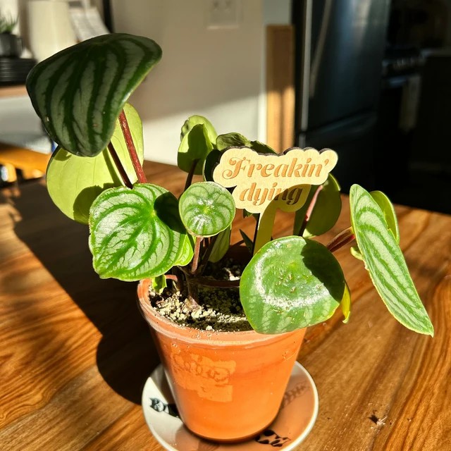 🌟Funny Wooden Plant Markers