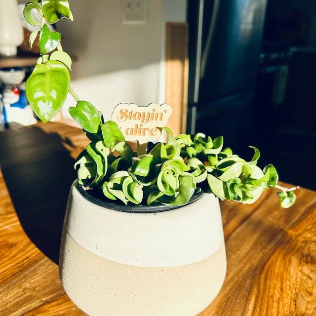 🌟Funny Wooden Plant Markers