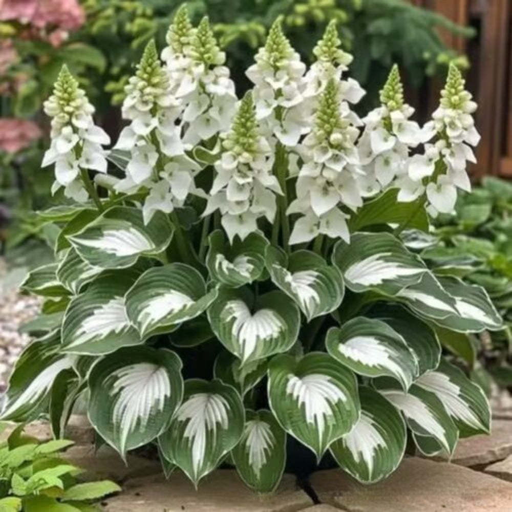 Hosta Seeds Perennial Shade Plant for Garden
