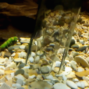 🐠 Electric Aquarium Gravel Cleaner – Battery-Powered Fish Tank Vacuum For Easier Cleaning 💧