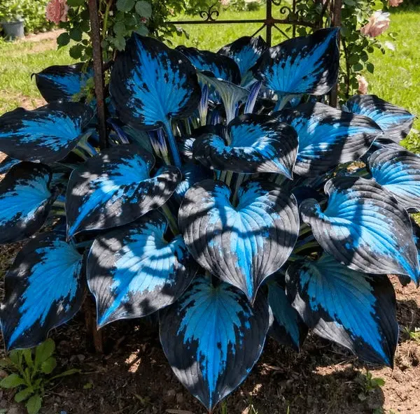 🔥Last Day 49% OFF - Premium Rare Hosta Seeds🌿Shade-Tolerant Plant