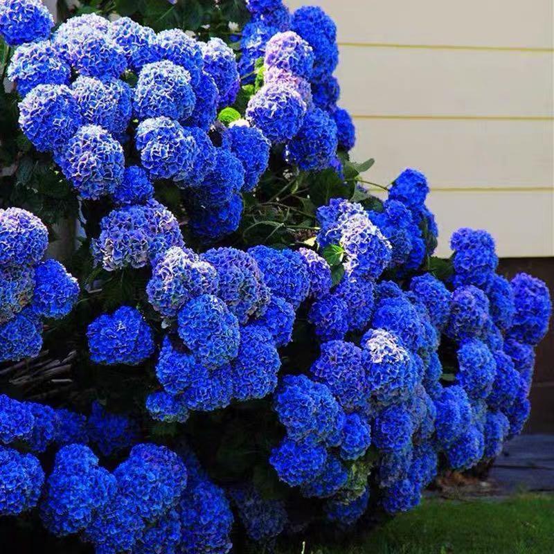 🌈Mix Hydrangea Seeds - Beautiful and Hardy Perennial Seeds for Your Garden
