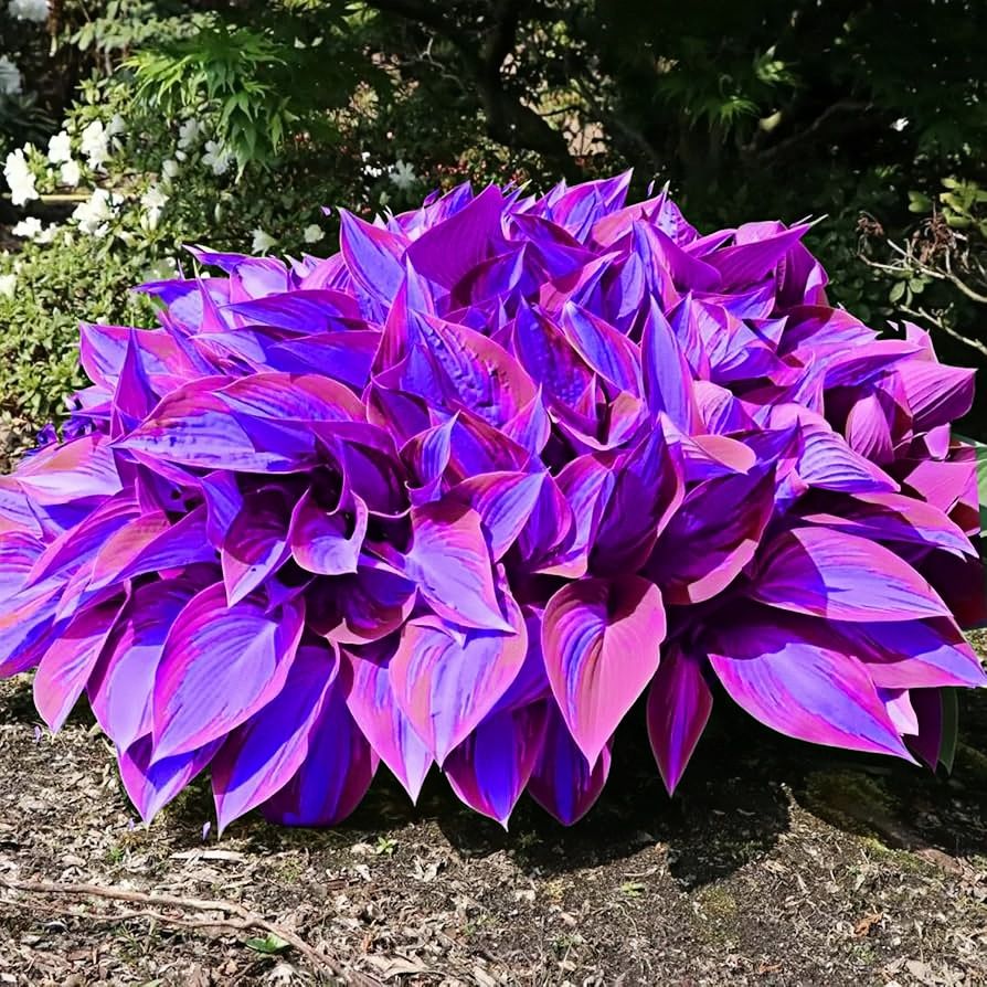 🪴Premium Hosta Seeds for Lush Shade Gardens