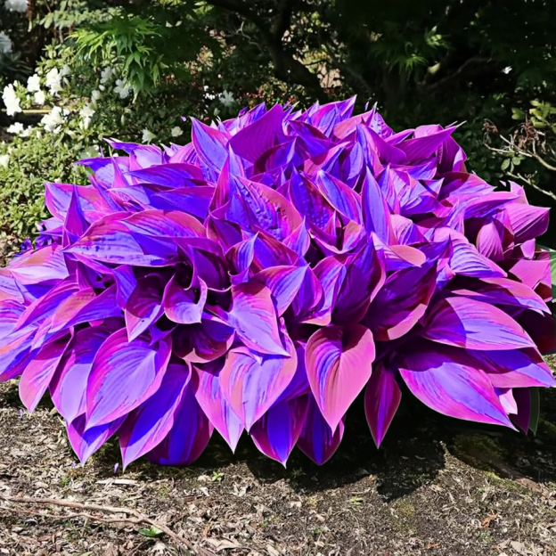 🪴Premium Hosta Seeds for Lush Shade Gardens