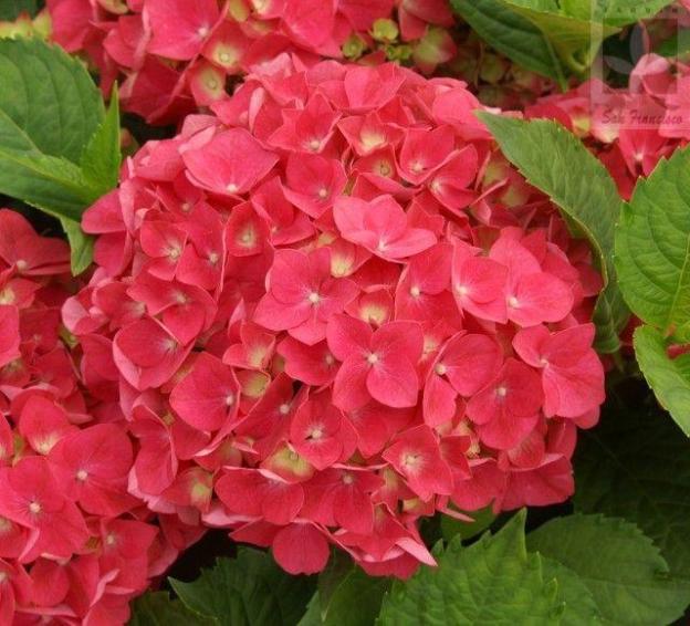 🌈Mix Hydrangea Seeds - Beautiful and Hardy Perennial Seeds for Your Garden