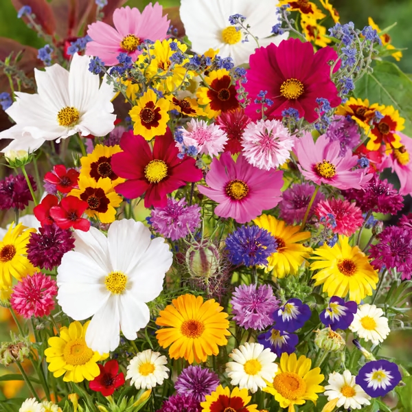 🔥Last day clearance💝Premium Cold-Hardy Mixed Perennial Flower Seeds - Selected 40+ Fall Planting Mix