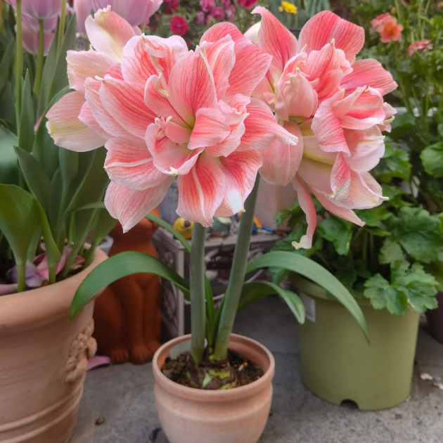 🌺Double-Petaled Perfume Amaryllis Bulbs