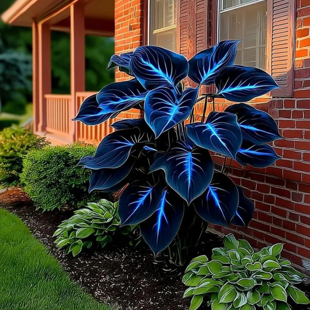 🔥🌌 Glow-in-the-Dark Garden Magic: Rare Dark Blue Flame Hostas Seeds