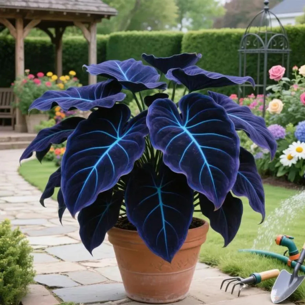 🔥🌌 Glow-in-the-Dark Garden Magic: Rare Dark Blue Flame Hostas Seeds