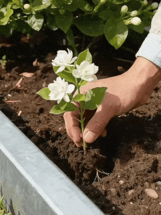 🏆 75K+ SOLD! 🌿❄️ Midnight Perfume Jasmine Seeds – Winter Planting, Perennial Blooms & Fragrant Garden Elegance 🌸