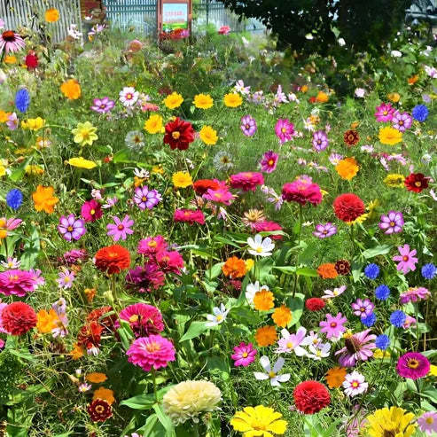 🔥Last day clearance💝Premium Cold-Hardy Mixed Perennial Flower Seeds - Selected 40+ Fall Planting Mix
