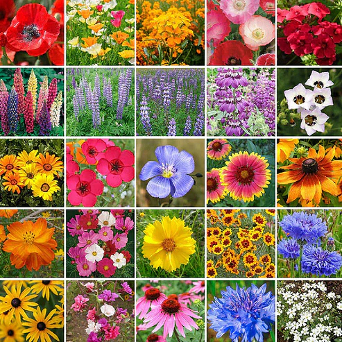 🔥Last day clearance💝Premium Cold-Hardy Mixed Perennial Flower Seeds - Selected 40+ Fall Planting Mix