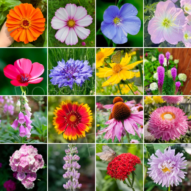 🔥Last day clearance💝Premium Cold-Hardy Mixed Perennial Flower Seeds - Selected 40+ Fall Planting Mix