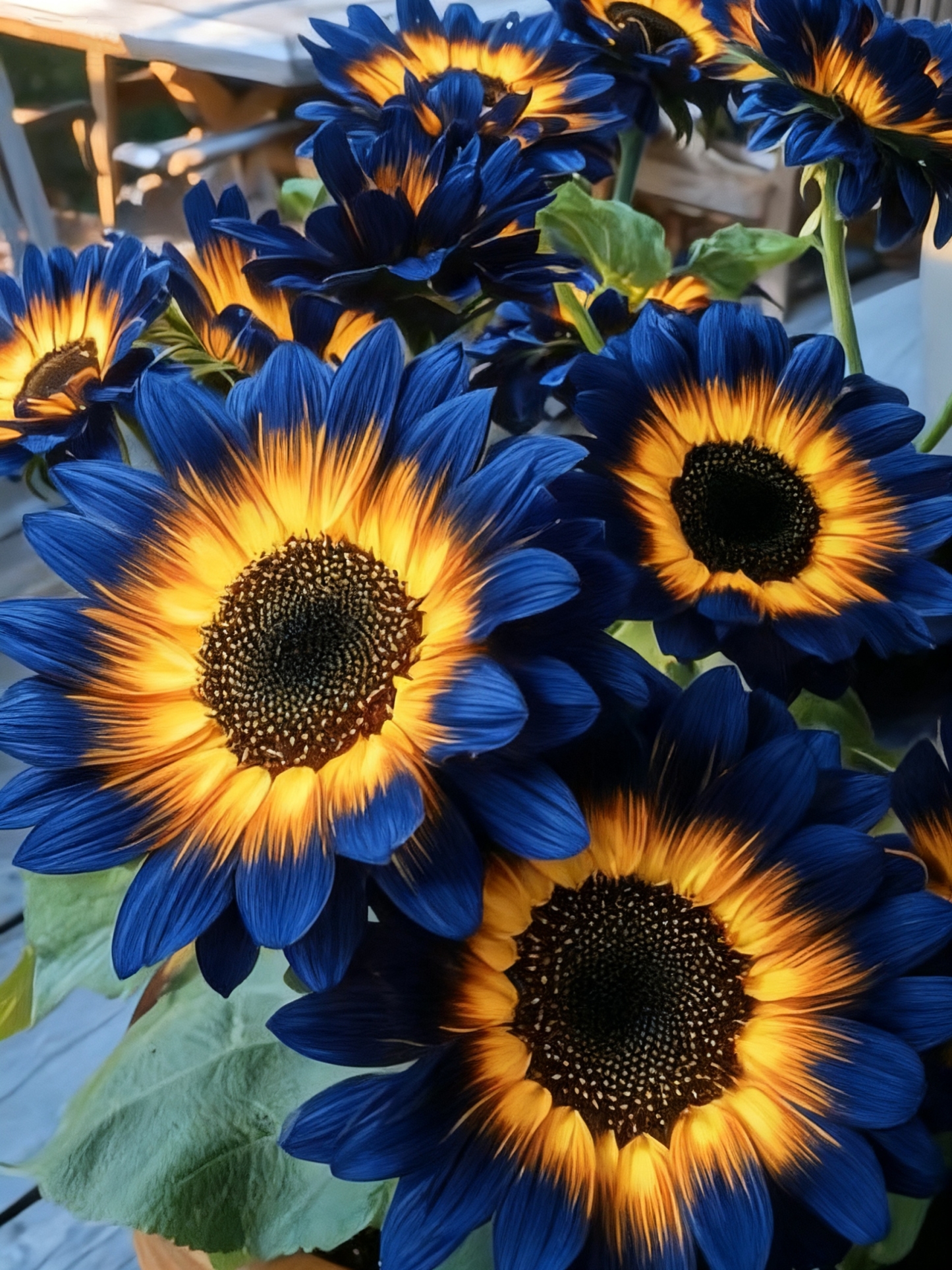 🌌🔥 Blue Flame Sunflower Seeds – The Rarest Sunflower You'll Ever Grow! 🌻