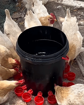 Hot sale - 40% off💥Poultry automatic waterer