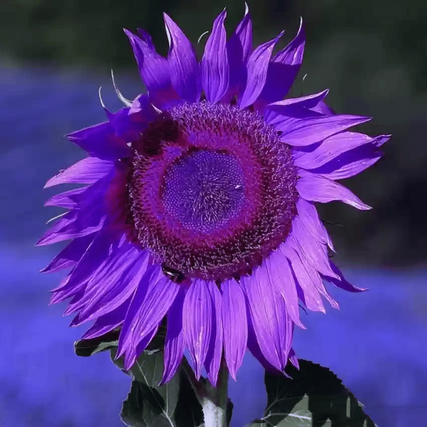 Purple Giant Sunflower Seeds Sun Flower Rare Plant Garden🌻
