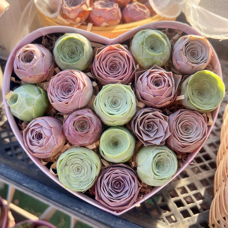 🌱🌹Mountain Rose: Beauty That Never Fades, Even for Newbie Blades!"🌺