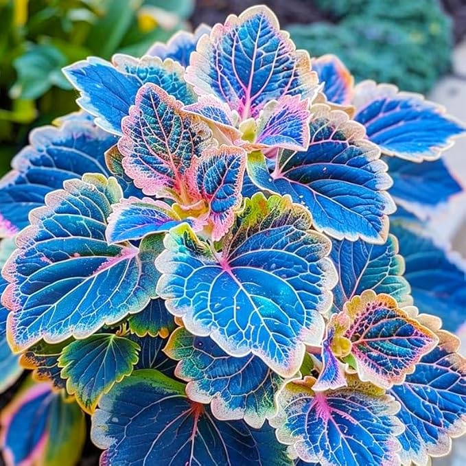 50pcs/Bag Coleus Bonsai Flower Leaf Plants Rainbow Dragon Seeds Garden