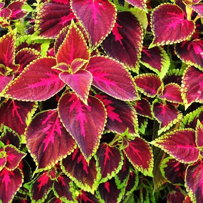 50pcs/Bag Coleus Bonsai Flower Leaf Plants Rainbow Dragon Seeds Garden