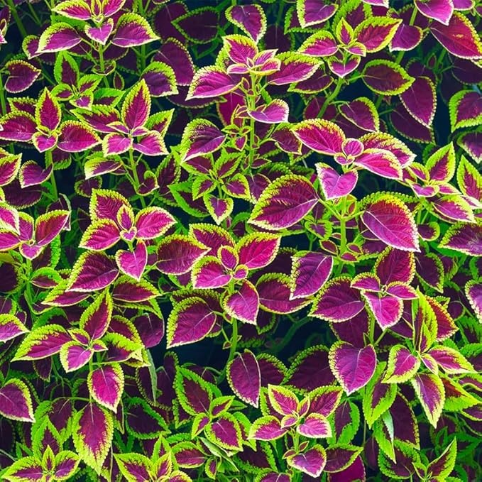 50pcs/Bag Coleus Bonsai Flower Leaf Plants Rainbow Dragon Seeds Garden