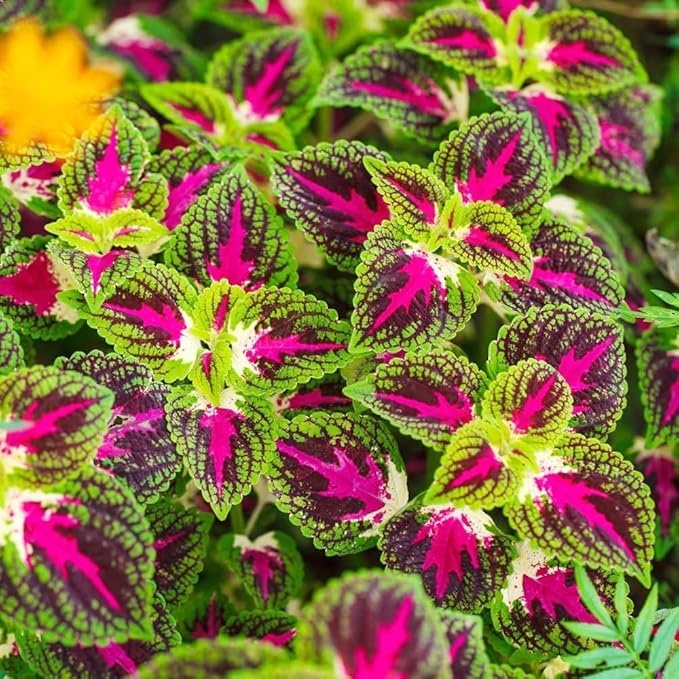 50pcs/Bag Coleus Bonsai Flower Leaf Plants Rainbow Dragon Seeds Garden