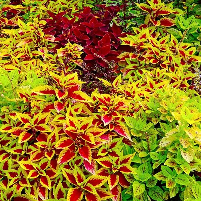 50pcs/Bag Coleus Bonsai Flower Leaf Plants Rainbow Dragon Seeds Garden