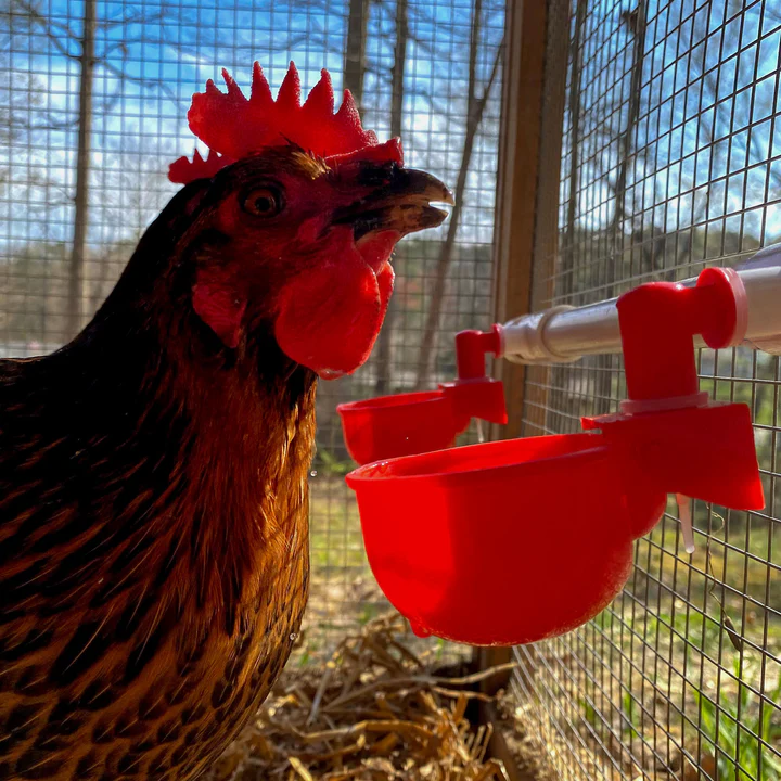 🔥Poultry Auto-Fill Waterer Cup