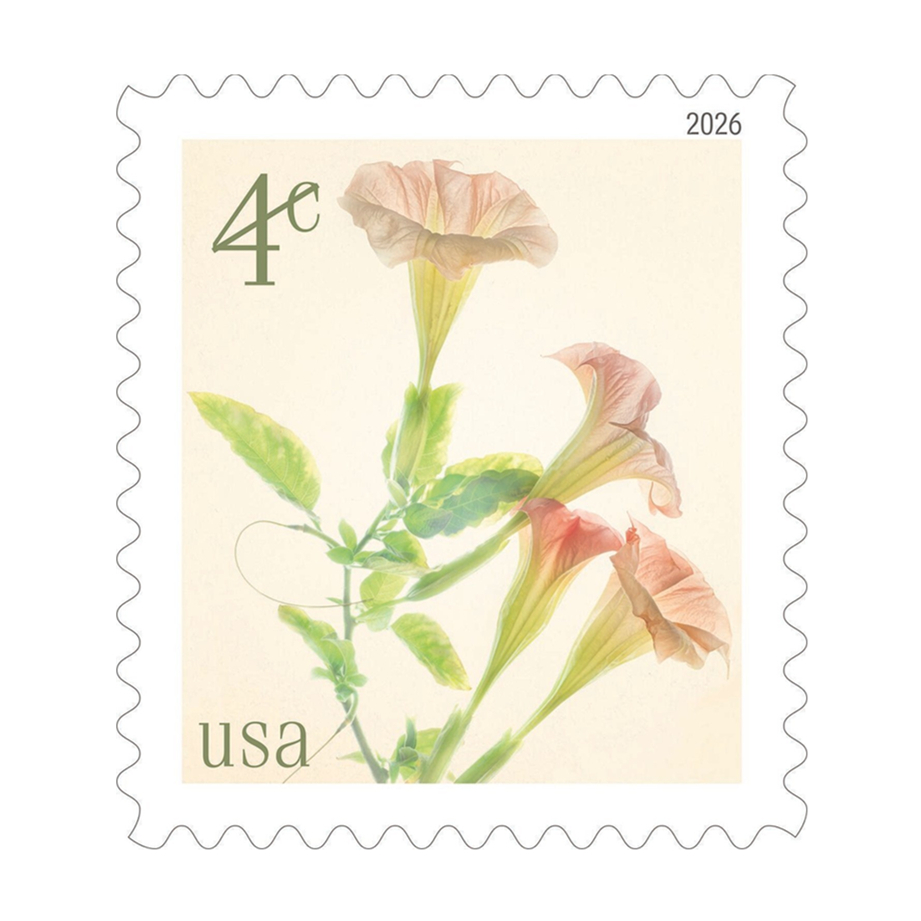 2026 Angel's Trumpets