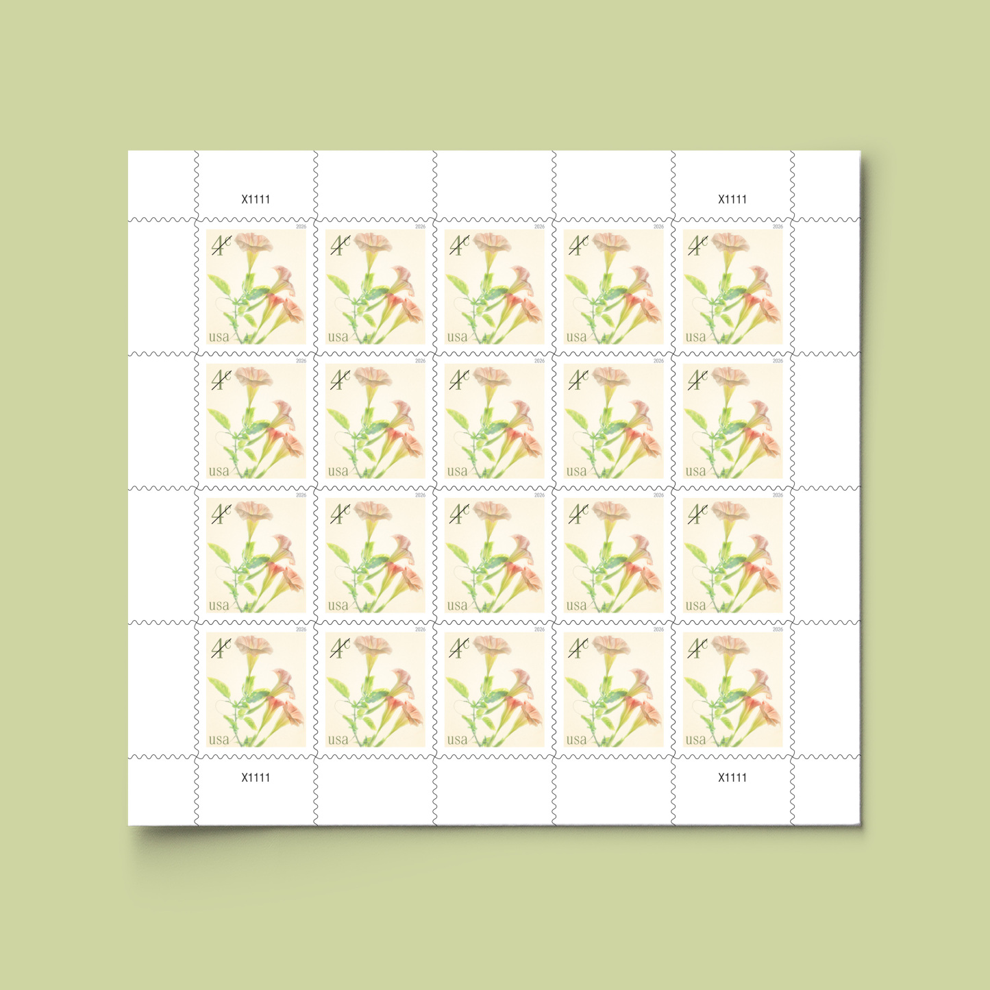 2026 Angel's Trumpets