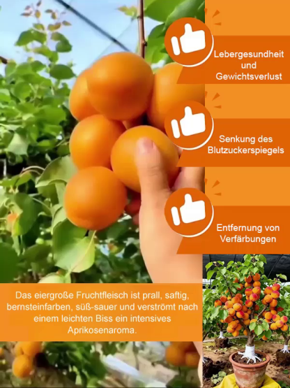 Neuer Agrar-Durchbruch aus den USA.Trägt bereits nach drei Monaten Früchte.Für nur 10 € extra erhalten Sie den zweiten Setzling gratis dazu.
