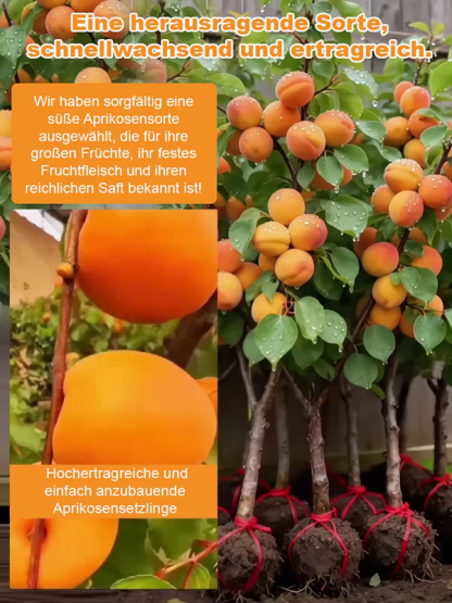 Neuer Agrar-Durchbruch aus den USA.Trägt bereits nach drei Monaten Früchte.Für nur 10 € extra erhalten Sie den zweiten Setzling gratis dazu.