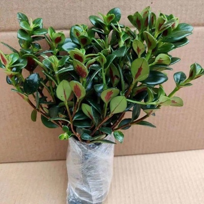 Absorbiert Formaldehyd und reinigt die Luft es mit einem frischen Aroma.Wehrt Mücken und Insekten ab