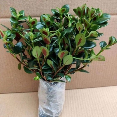 Absorbiert Formaldehyd und reinigt die Luft es mit einem frischen Aroma.Wehrt Mücken und Insekten ab