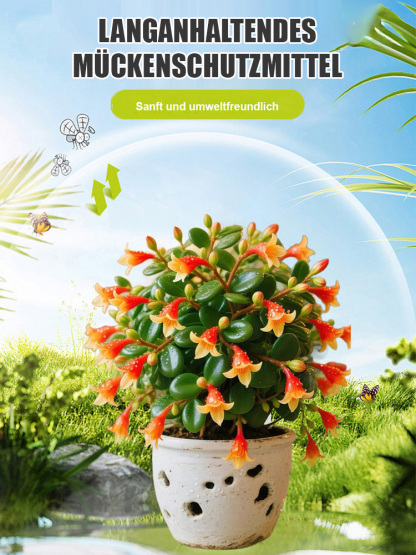 Absorbiert Formaldehyd und reinigt die Luft es mit einem frischen Aroma.Wehrt Mücken und Insekten ab