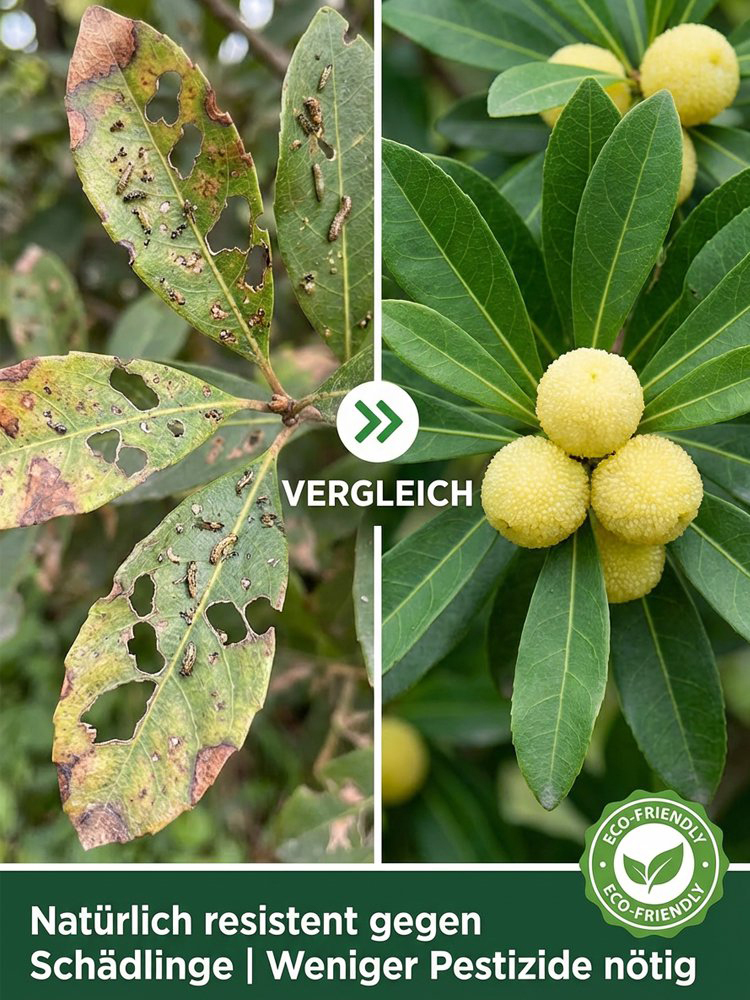 ✨Honigsüße Früchte von kristallklarer Reinheit，😋das neue Geschmackserlebnis, das seinesgleichen sucht