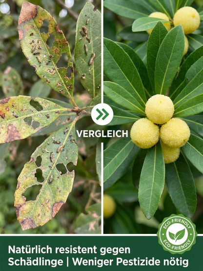 ✨Honigsüße Früchte von kristallklarer Reinheit，😋das neue Geschmackserlebnis, das seinesgleichen sucht