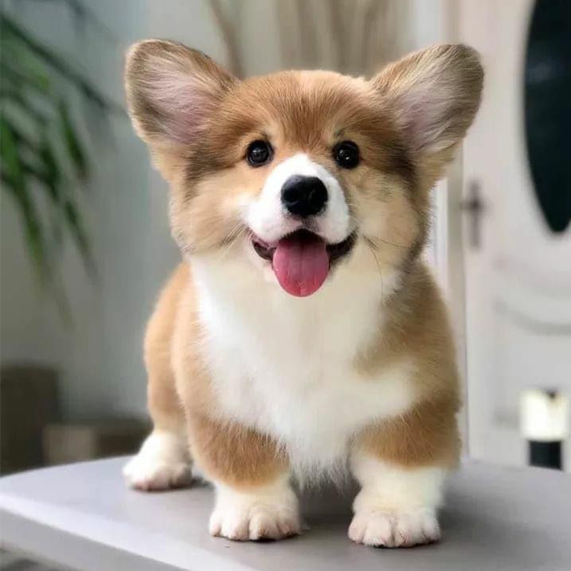 🐶🌭HERMSA My Realistic Robot Puppy🔥