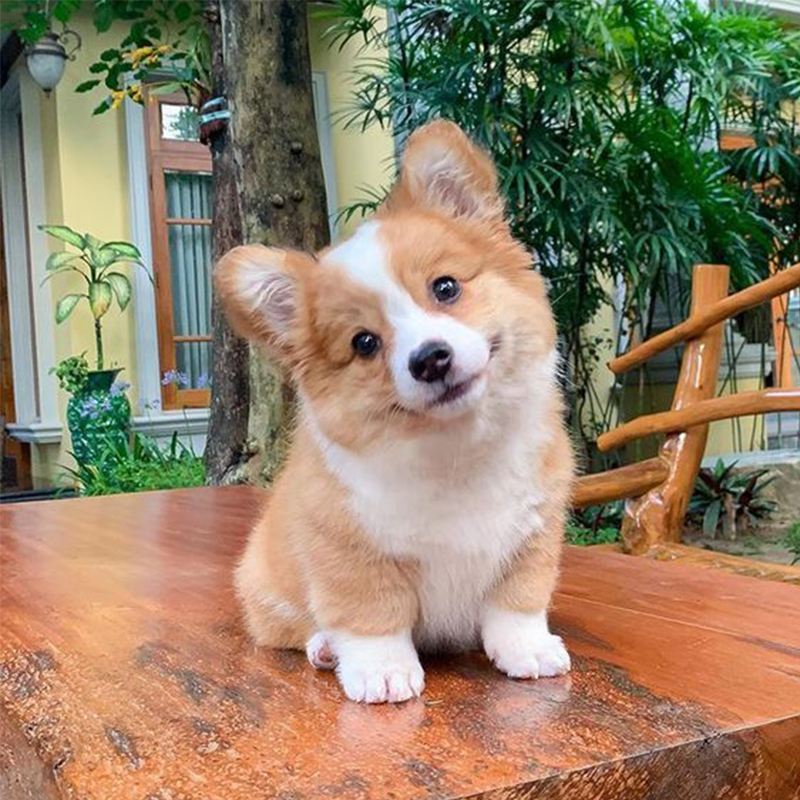 🐶🌭HERMSA My Realistic Robot Puppy🔥