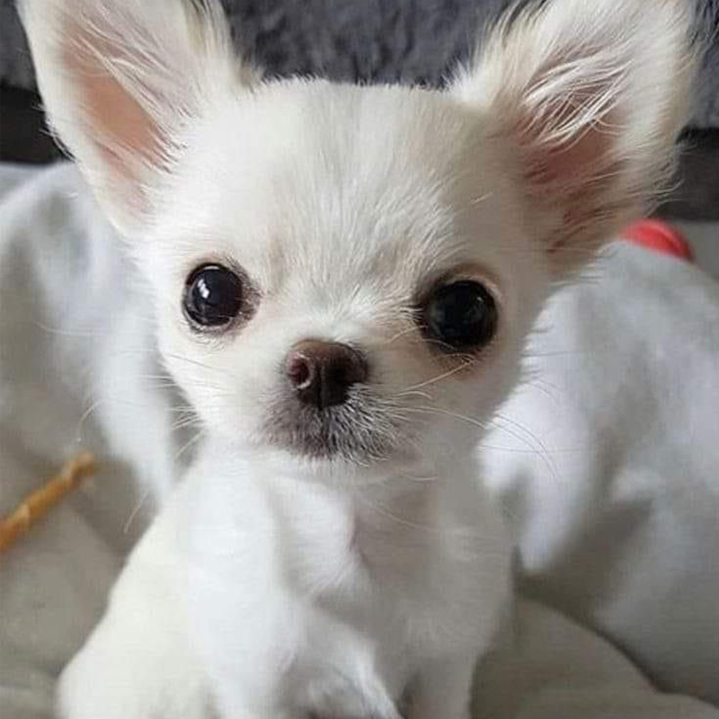 🐶🌭HERMSA My Realistic Robot Puppy🔥