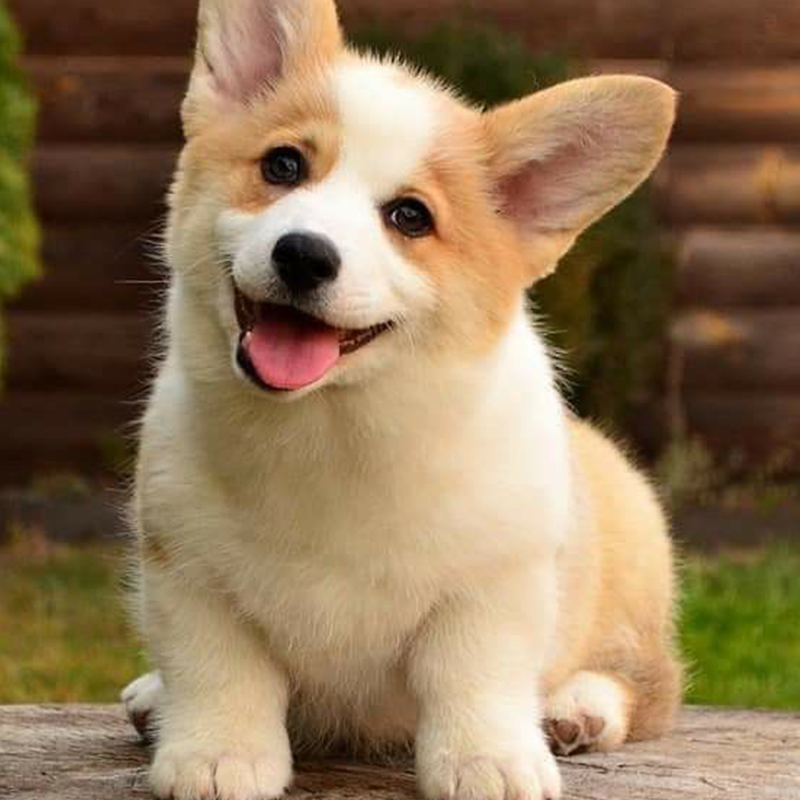 🐶🌭HERMSA My Realistic Robot Puppy🔥