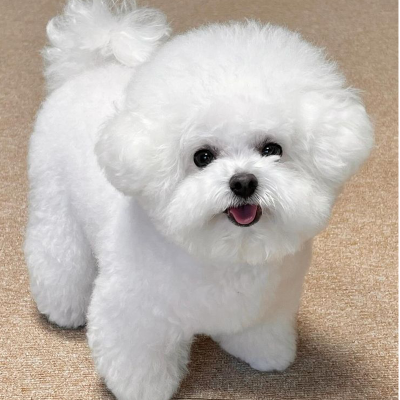 🐶🌭HERMSA My Realistic Robot Puppy🔥