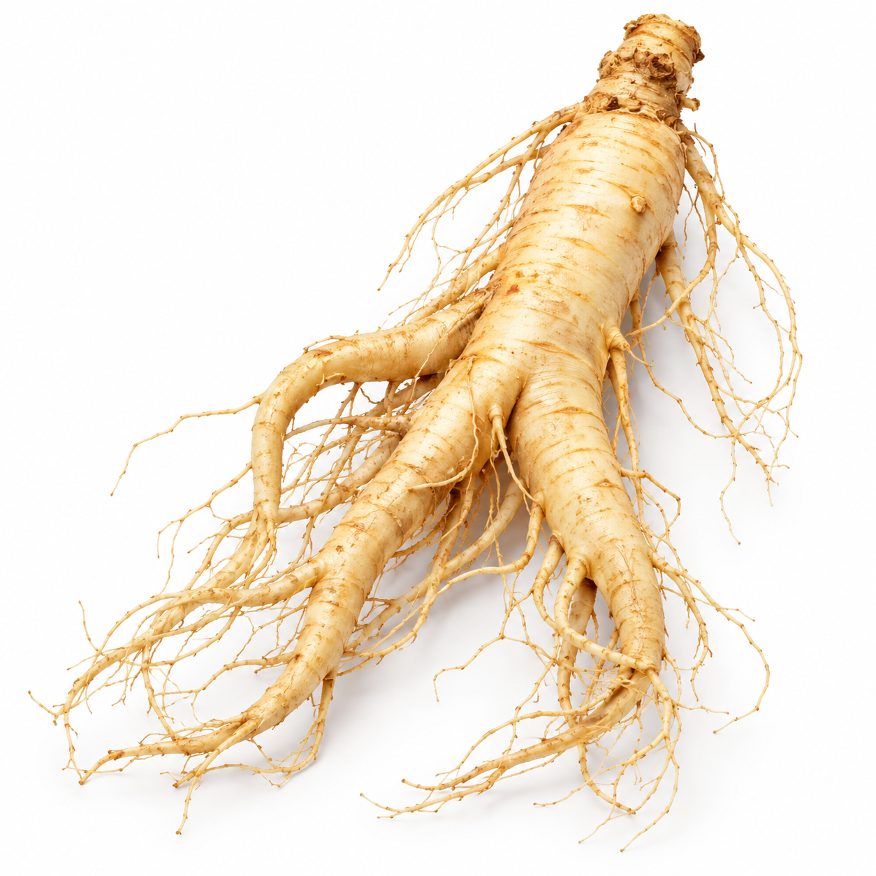 Panax ginseng root ingredient illustration