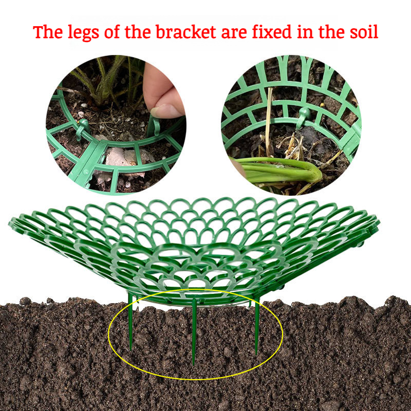 Multiple strawberry plants growing in rack tray